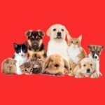 Pets